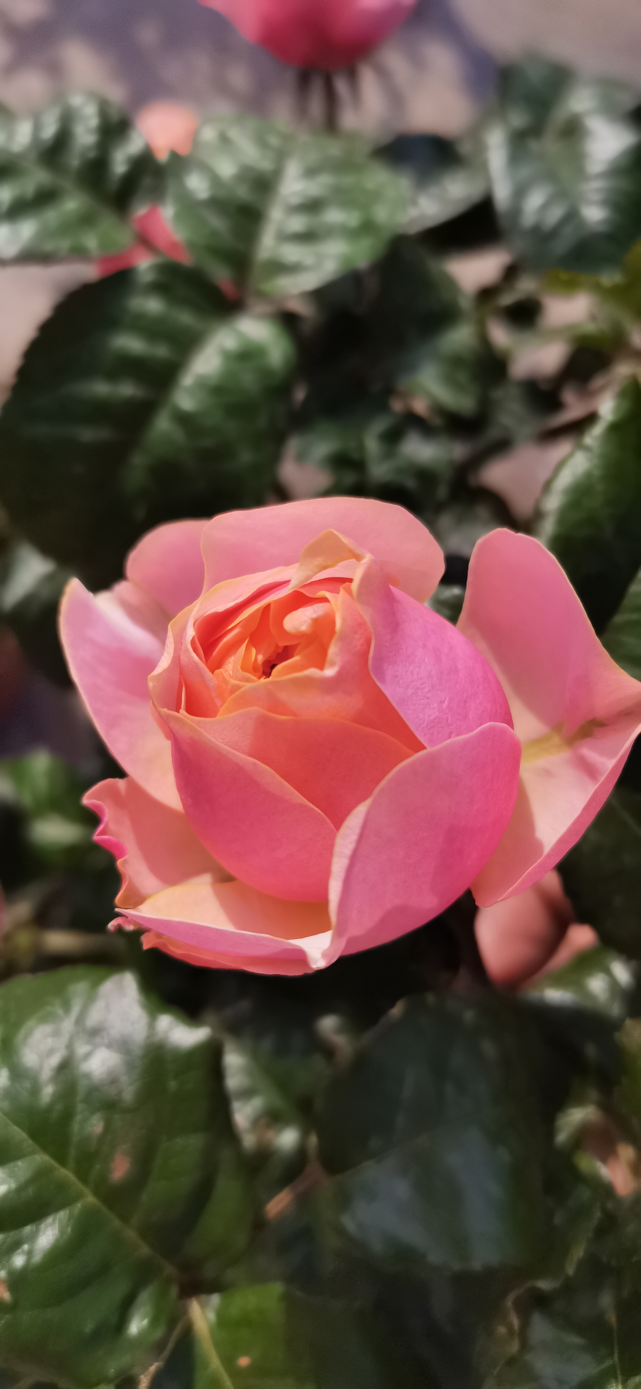 月季#温柔珊瑚心    复色花瓣层次多,直立性一流,花淋雨了,盆太重就