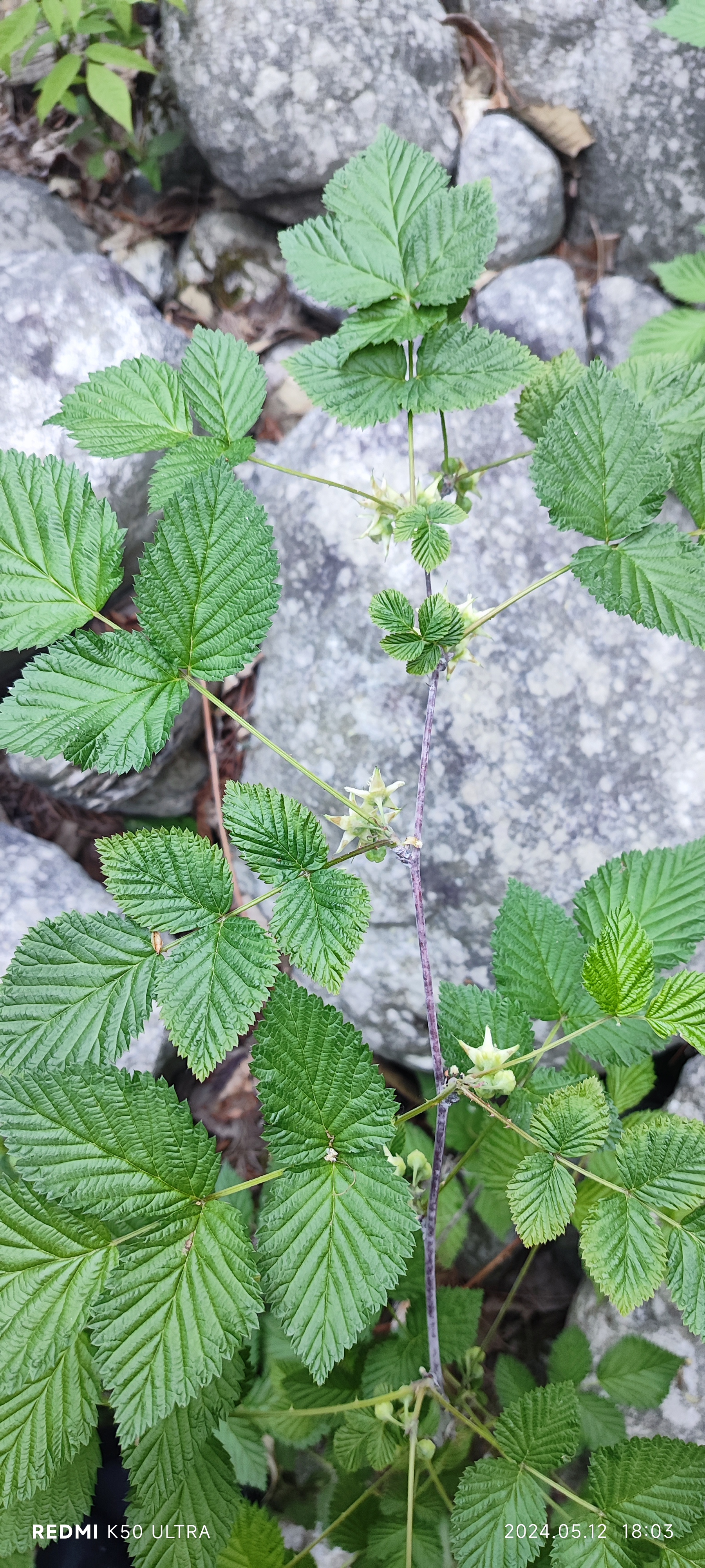 虫蛀桃木棍能驱邪防身