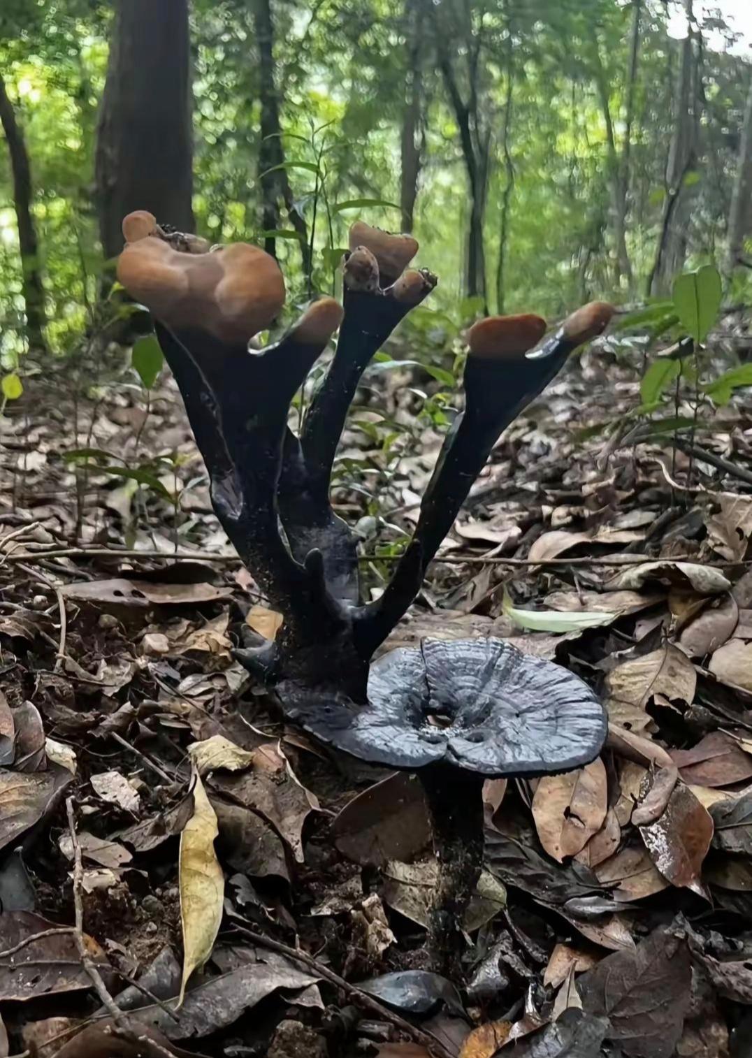 陪朋友去大山游玩,偶然发现一株硕大的鹿角灵芝,十分开心.