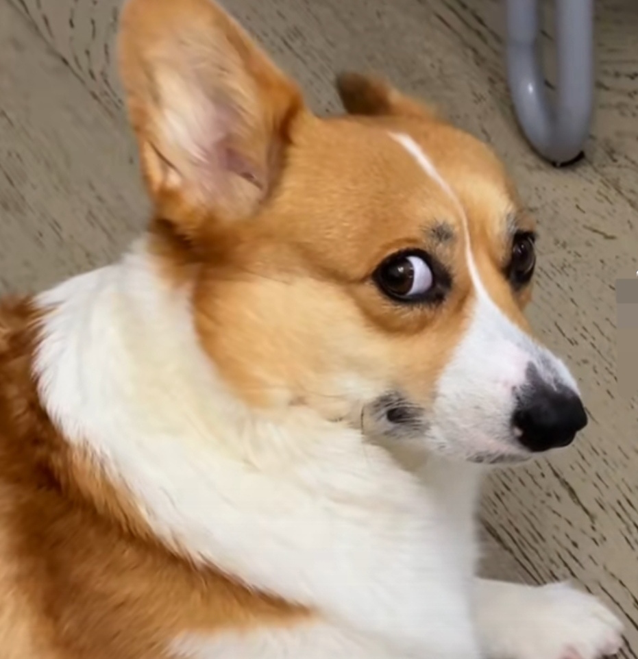 这两天吃坏肚子常放屁,我家狗每次都用嫌弃眼神看我.