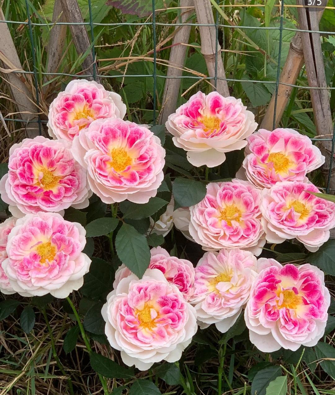 那绚烂的色彩让人心情愉悦,仿佛所有的疲惫都被一扫而空.