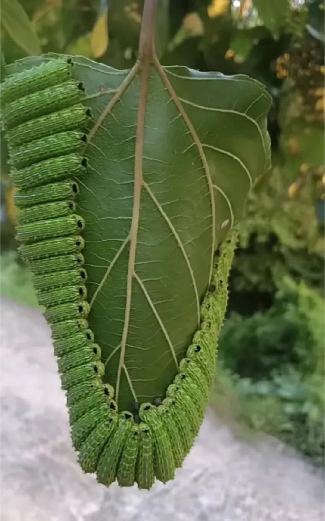 麻叶上的虫图片图片