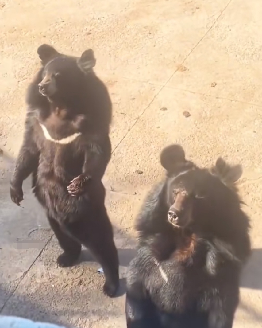 上午带儿子去动物园,看到两只有趣的黑熊.