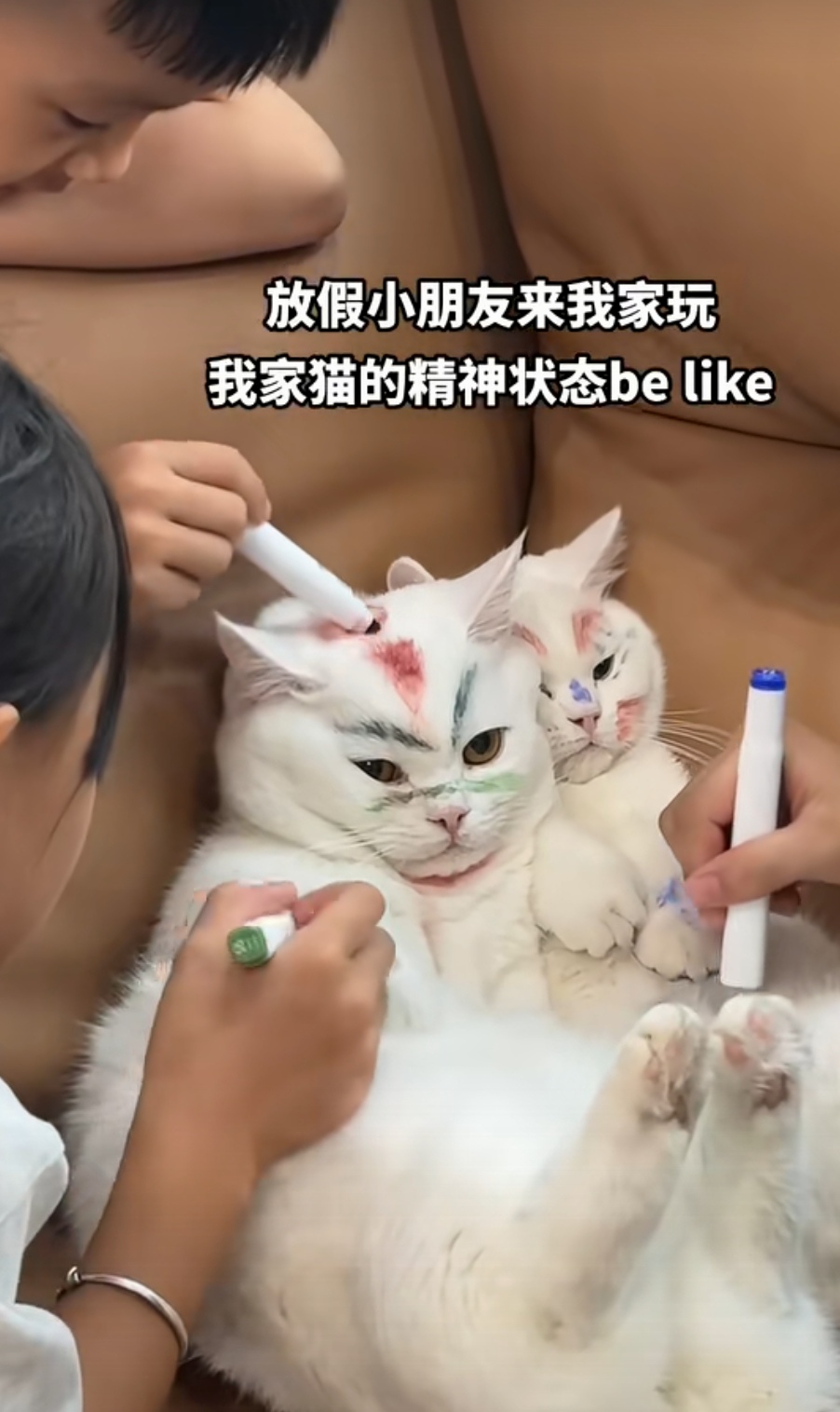 家庭幽默大赛小猫咪图片