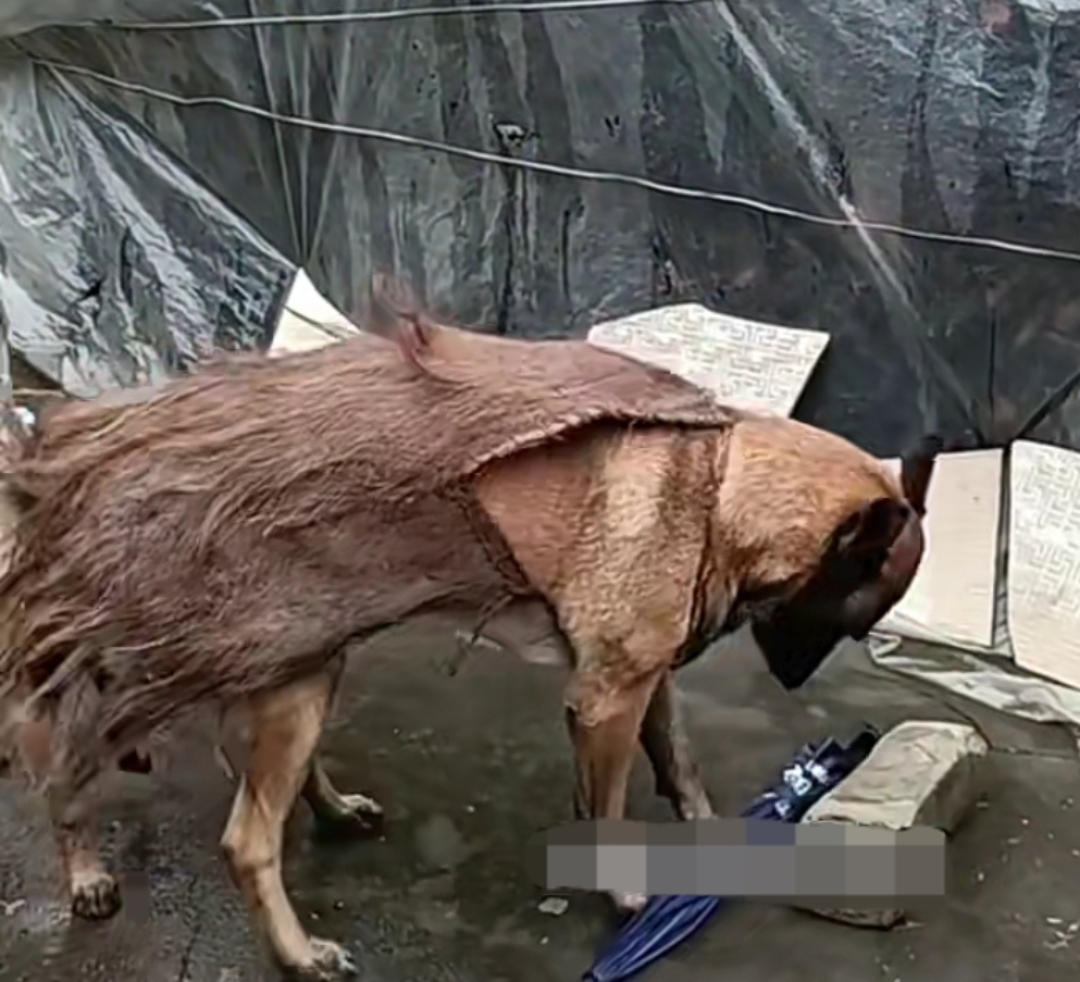 这两天一直下雨,我家福贵常常被淋成落汤鸡