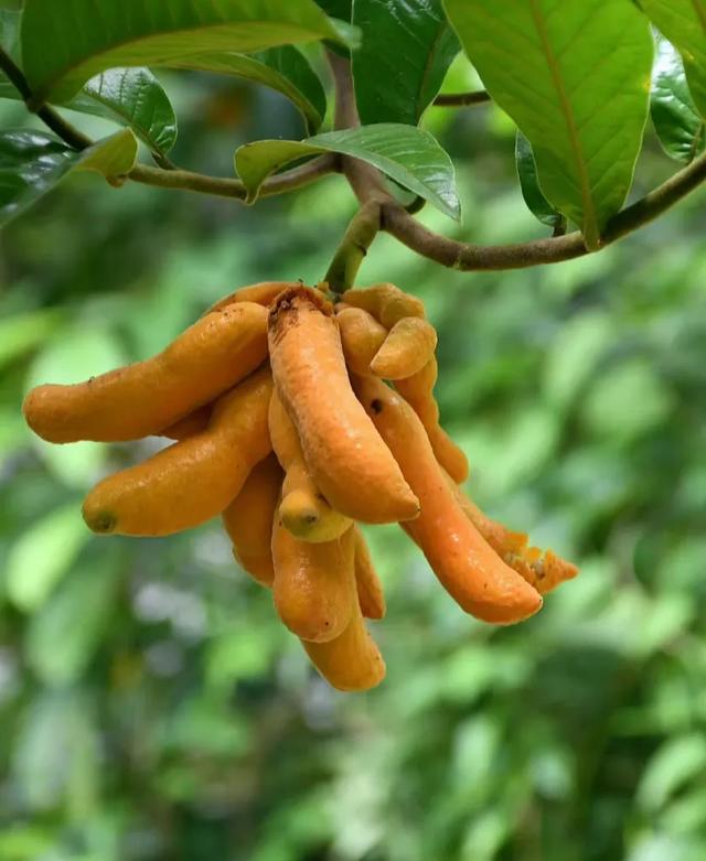 朋友家果园出新品种,形似大豆角却是黄色.
