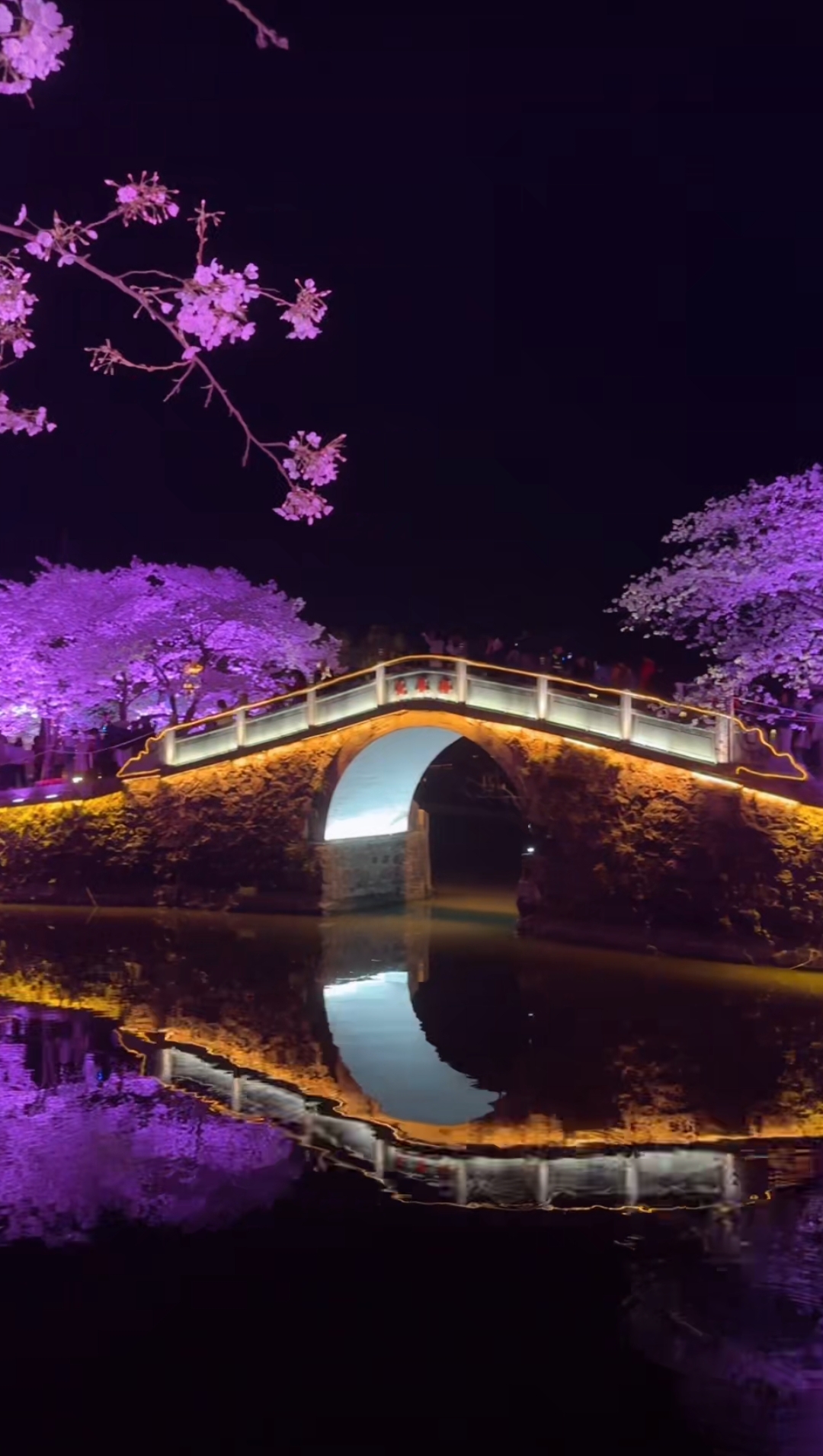 江苏无锡鼋头渚景区赏樱花 樱花烂漫春意浓,游人如织乐无穷.