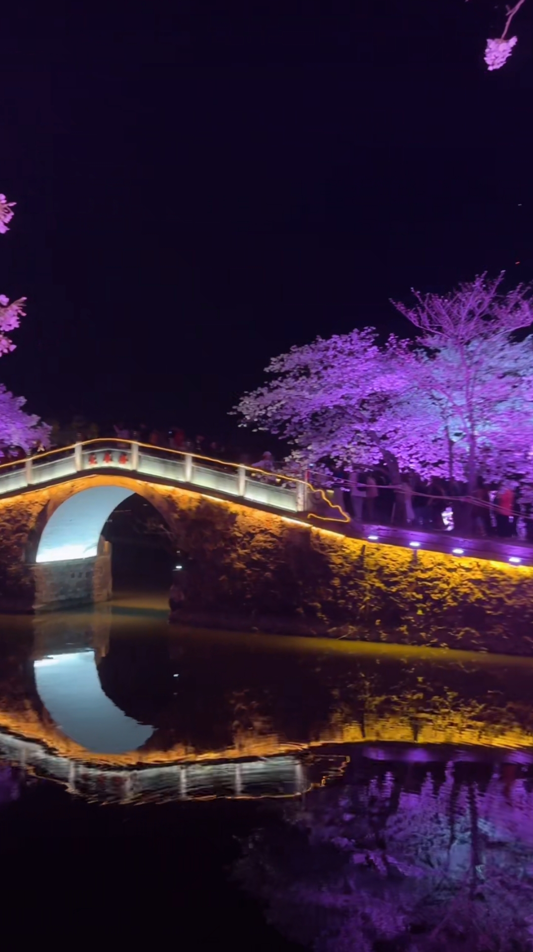 江苏无锡鼋头渚景区赏樱花 樱花烂漫春意浓,游人如织乐无穷.