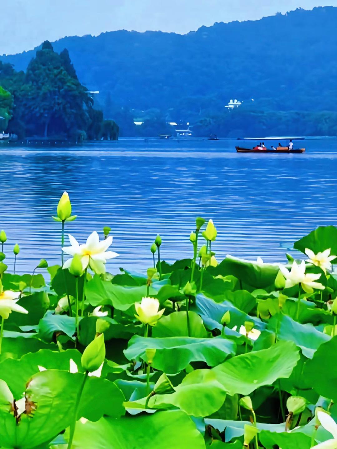 龙舟破浪粽情山海# 94荷花池塘,美如仙境!