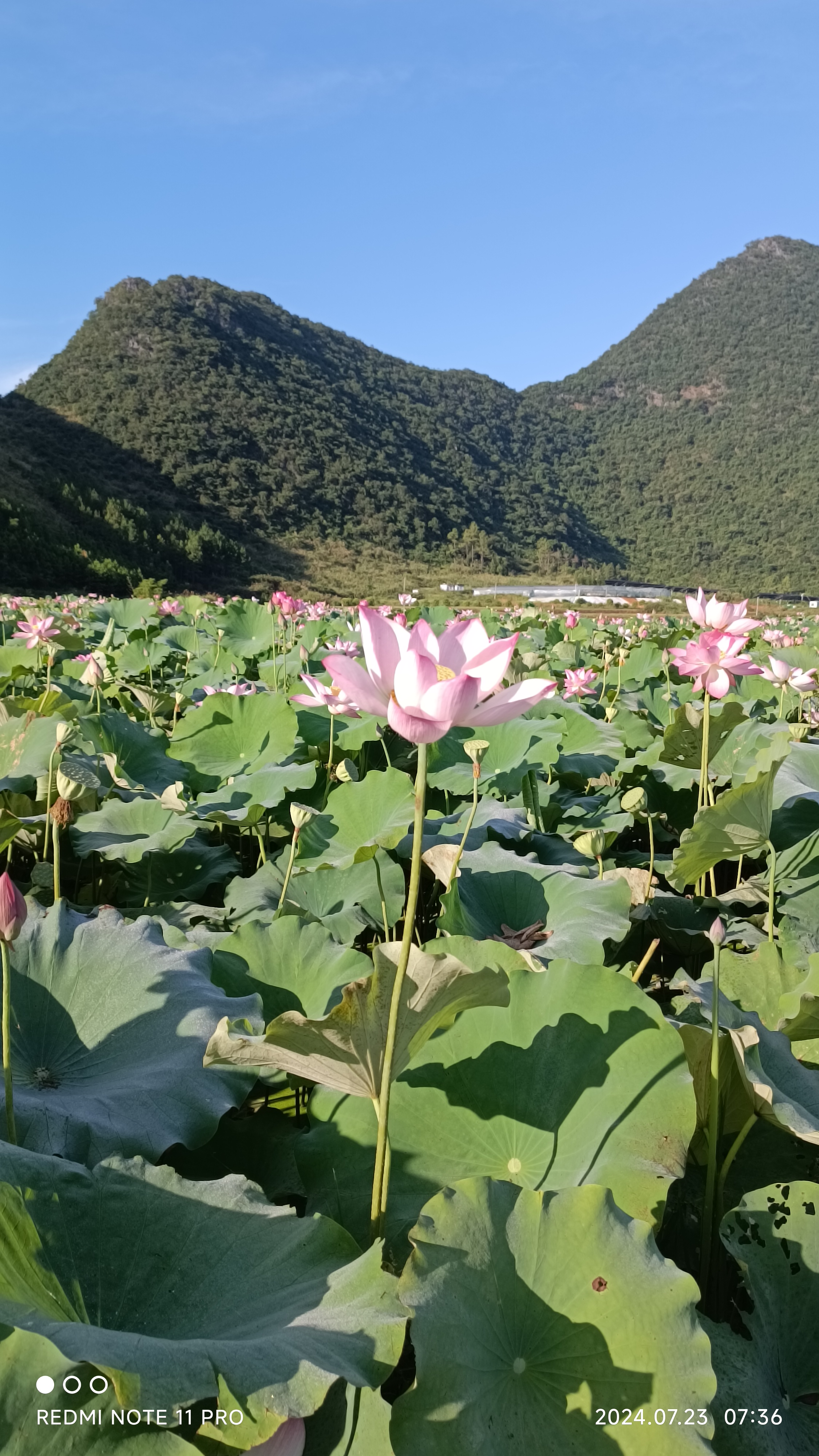 荷花塘壁纸图片