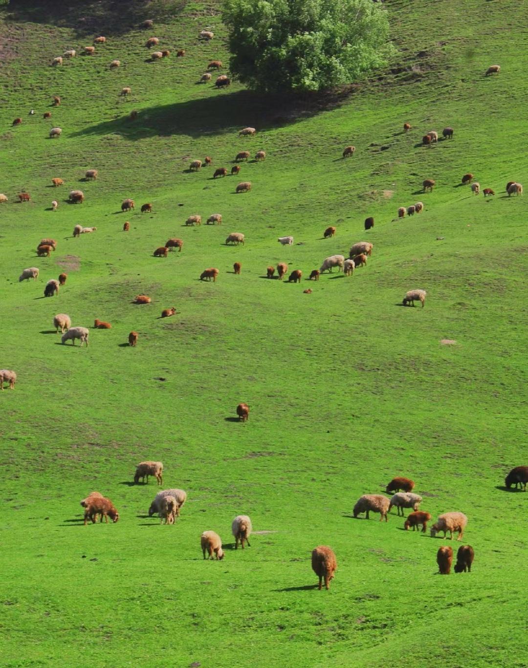 走进这片绿色牧场,仿佛置身于一幅宁静的田园画卷中