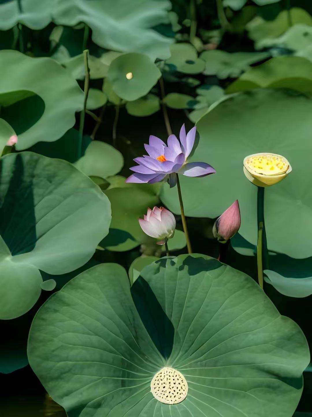 这朵紫色莲花犹如梦中的仙子,优雅地绽放着,每一片花瓣都似乎藏着无尽