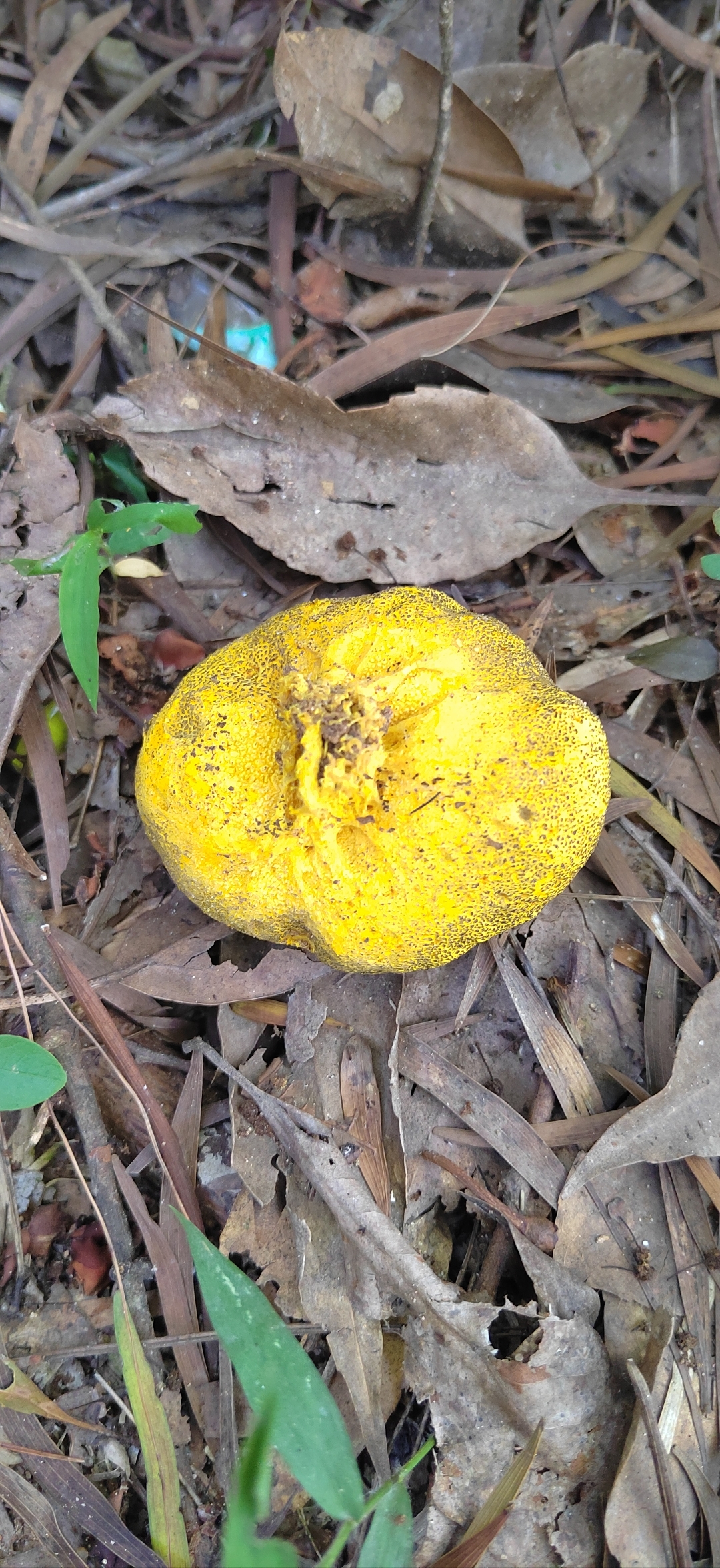 这是什么菌类,有没有知道的!