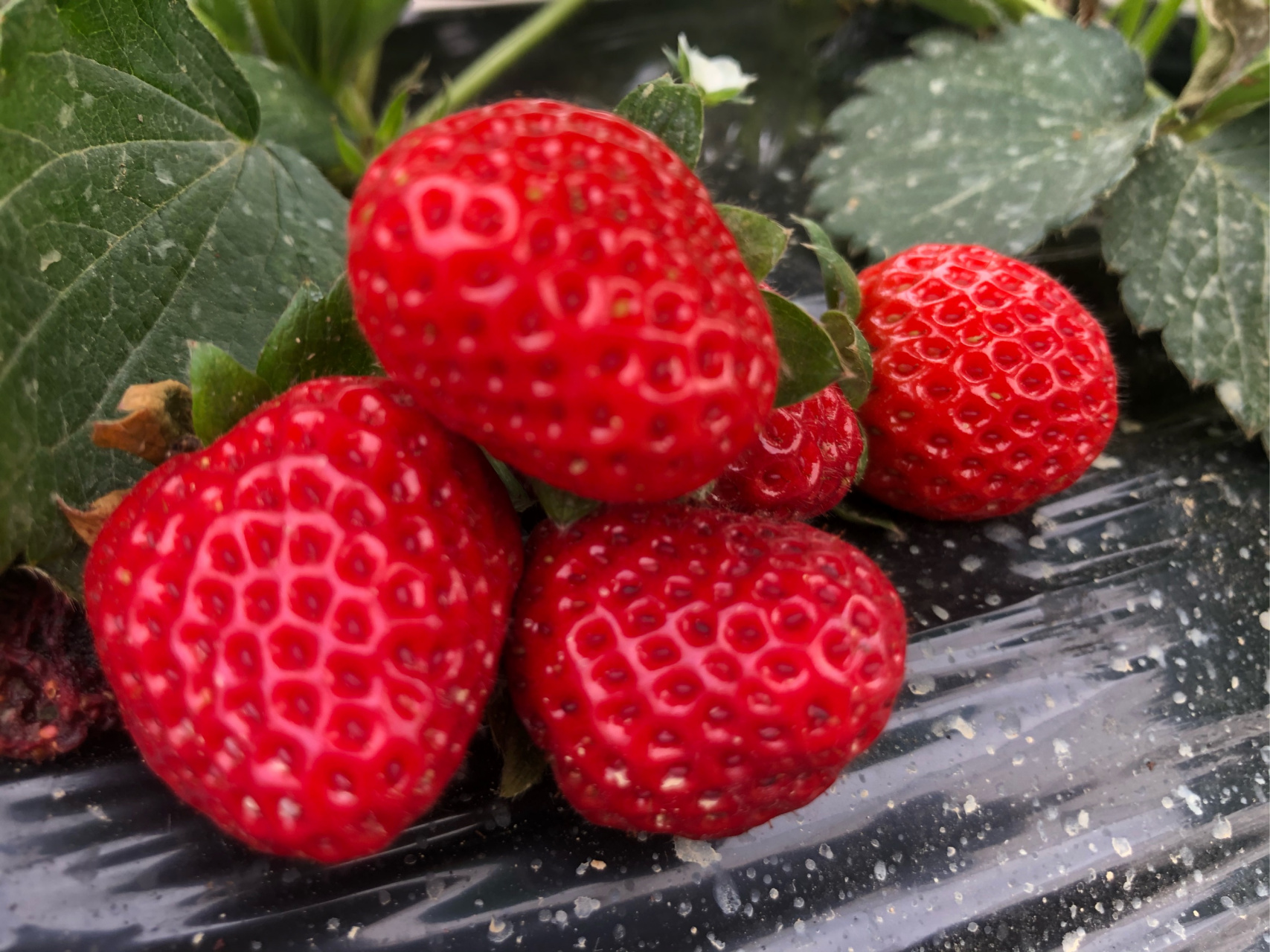 摘 草 莓  矮脚青苗串红星,冬令佳果掩小城.