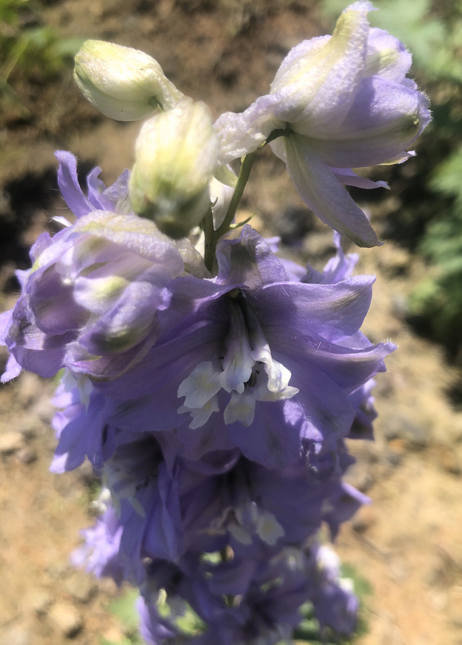 高翠雀花          高翠雀花生长于海拔1800–2200米的山地草坡.