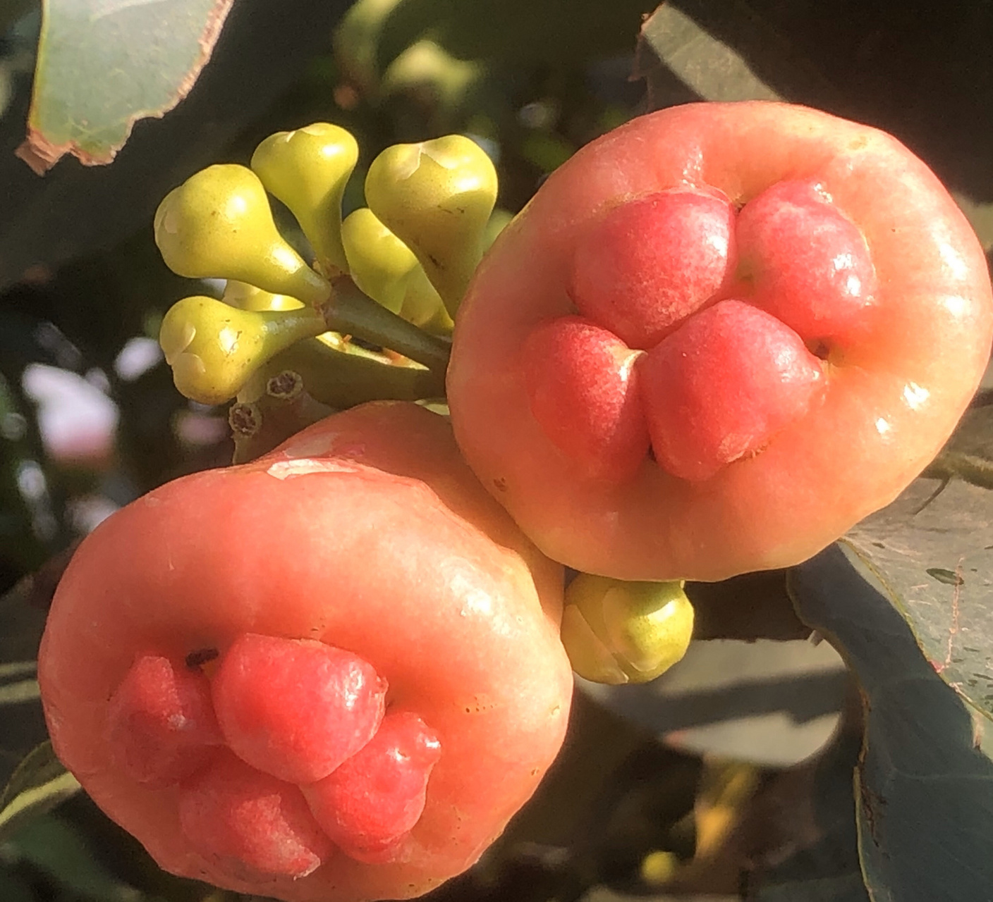 莲  雾        莲雾,别名洋蒲桃,紫蒲桃等,02桃金娘科蒲桃属,原产
