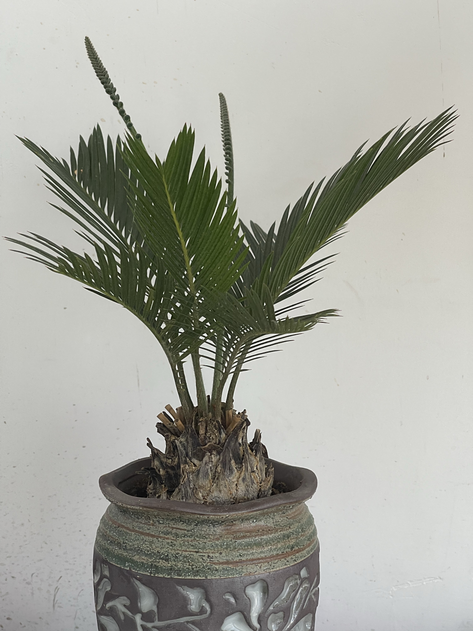 这株铁树是我最早买的盆景之一,当时觉的自己养不活,这是它三个月后的