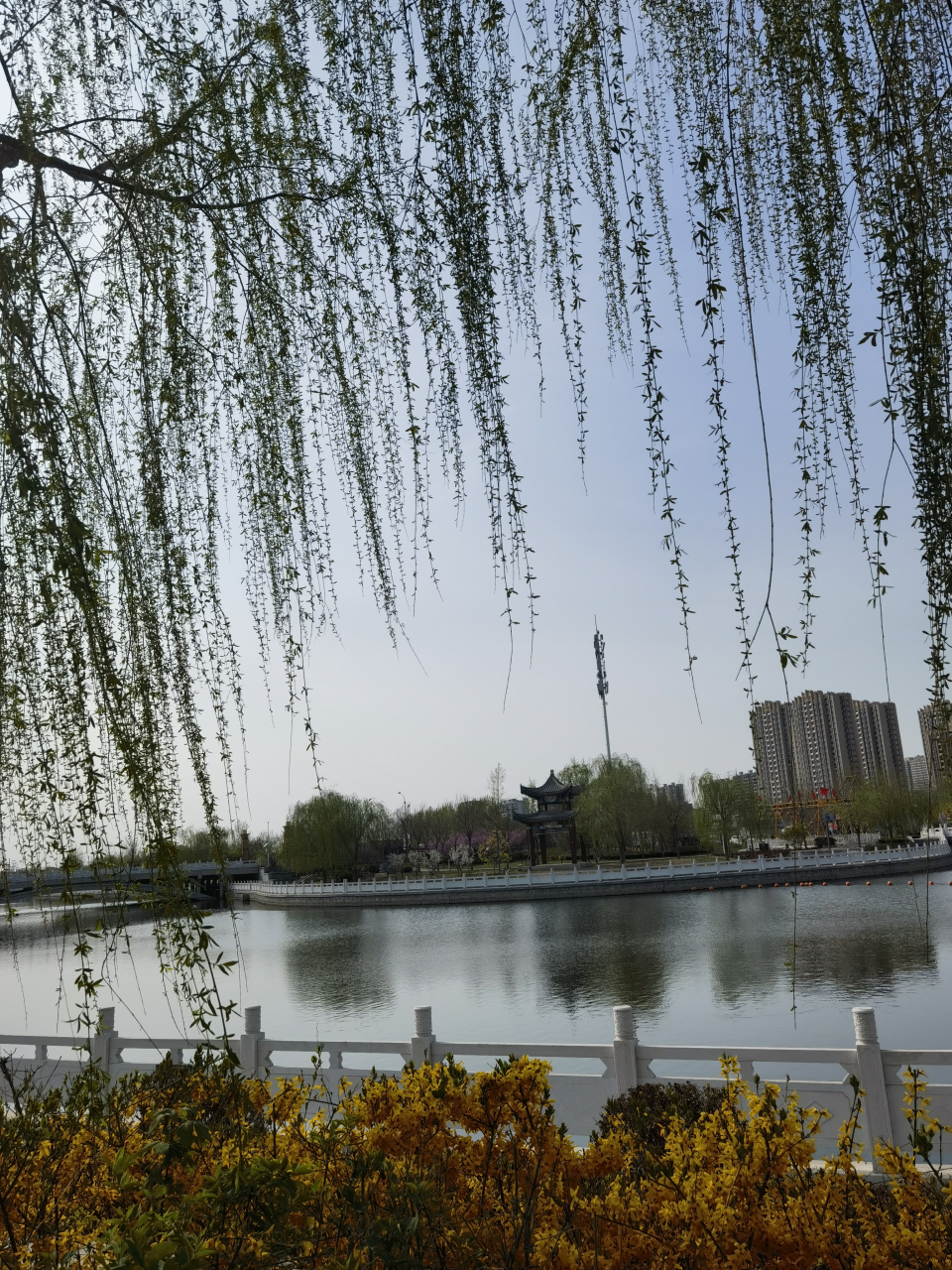 御龙河公园,水清花美.