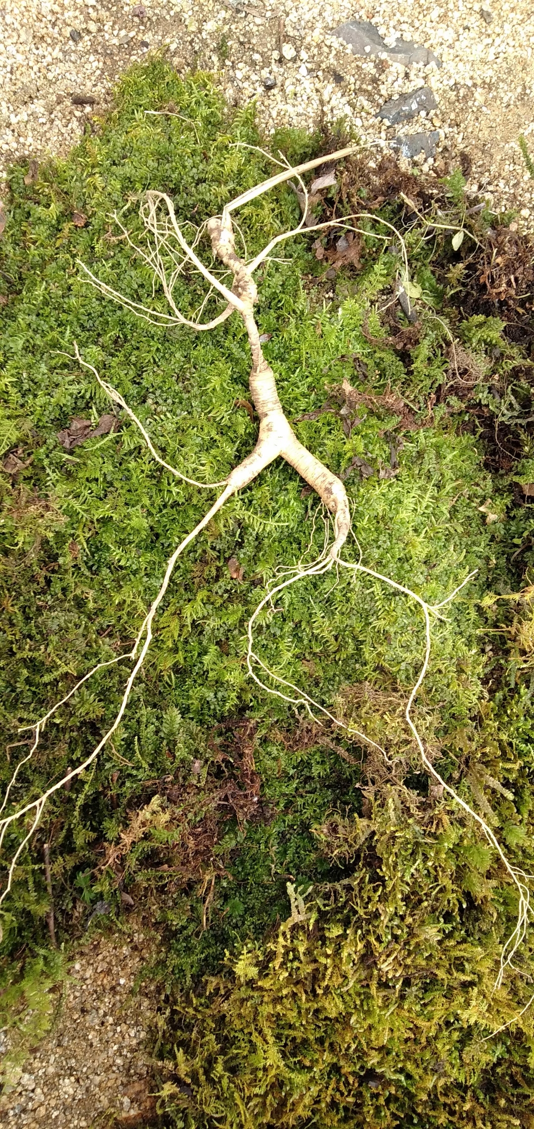 野生人参