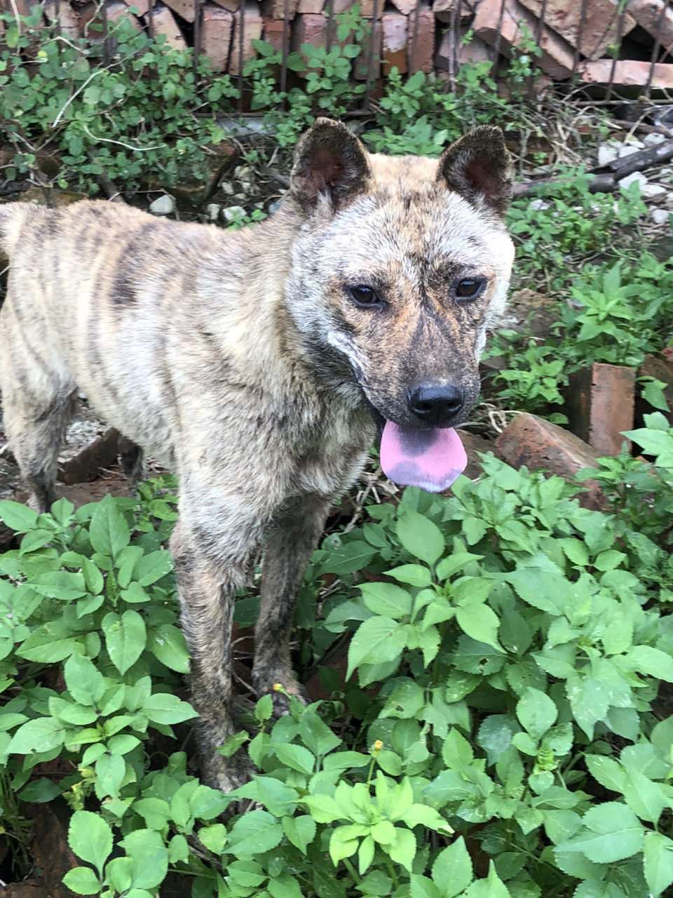 广西虎斑犬舍图片