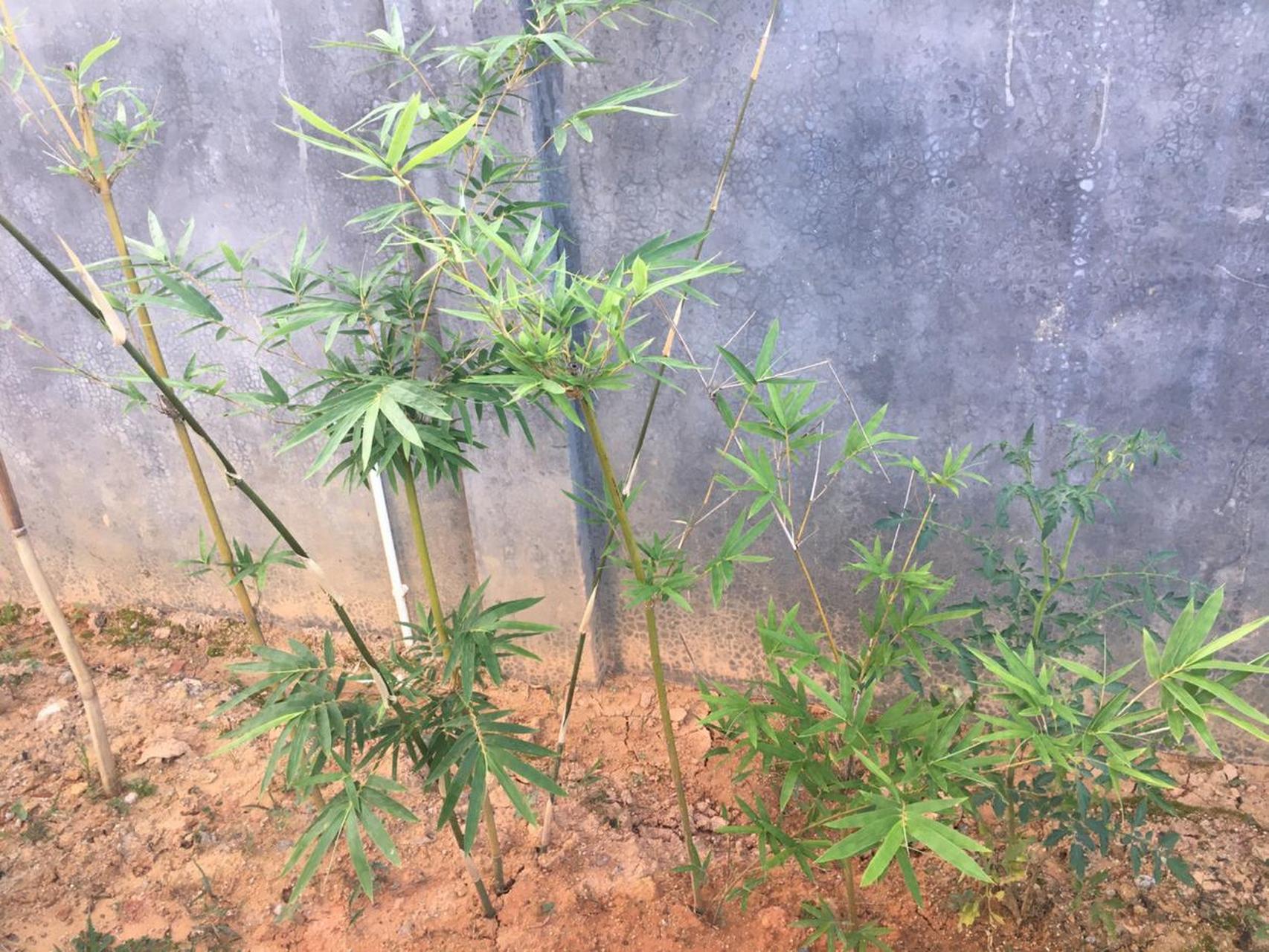 我的花园梦 时光创造一切,不过一载,稀疏的小竹已长得郁郁葱葱
