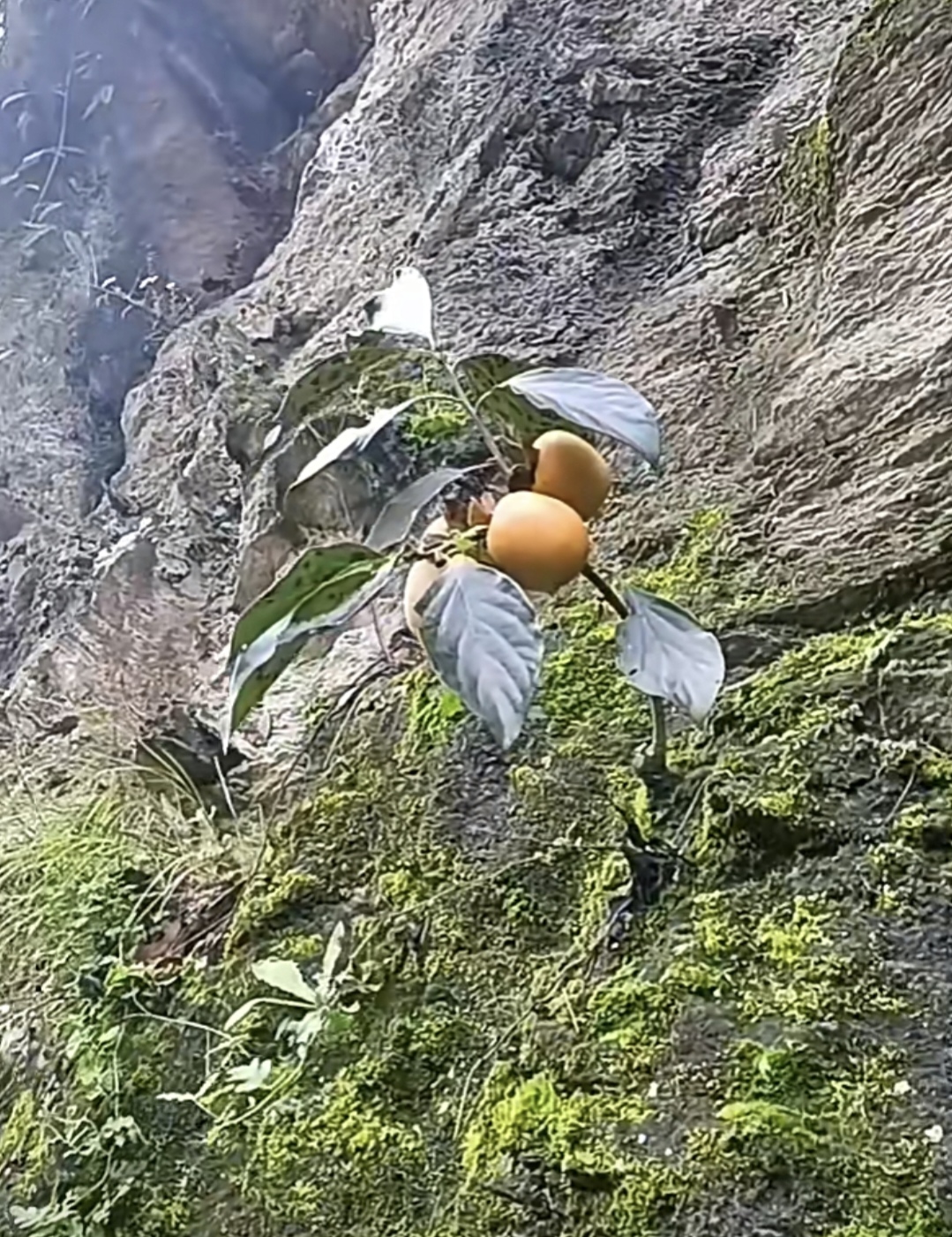 爱它坚强的性格,爱它夹缝求生存的样子!