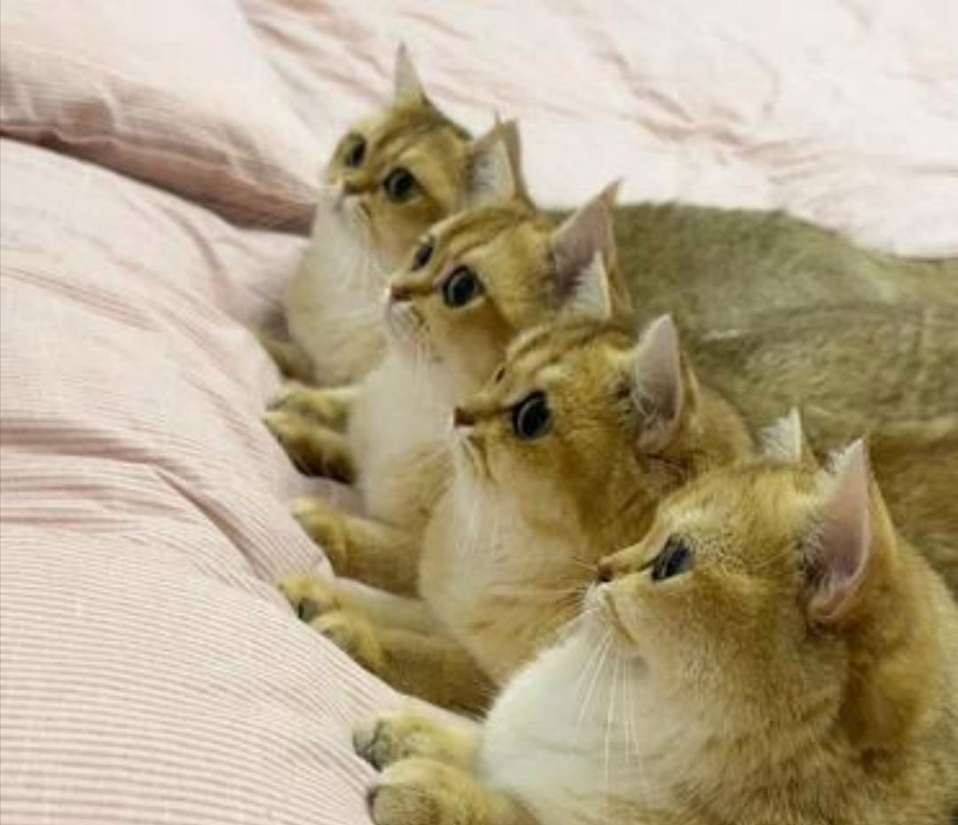 四只猫咪小可爱,整齐排列,目光齐刷刷地看向镜头.