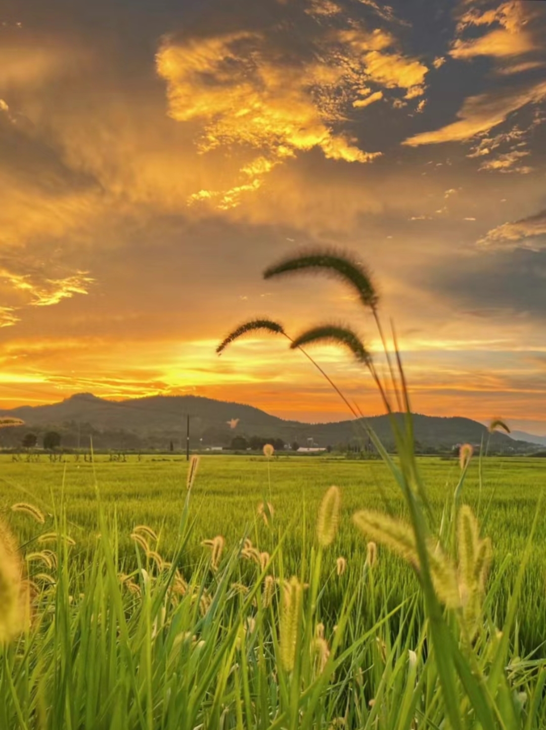 哇,这夕阳下的稻田也太治愈了吧!
