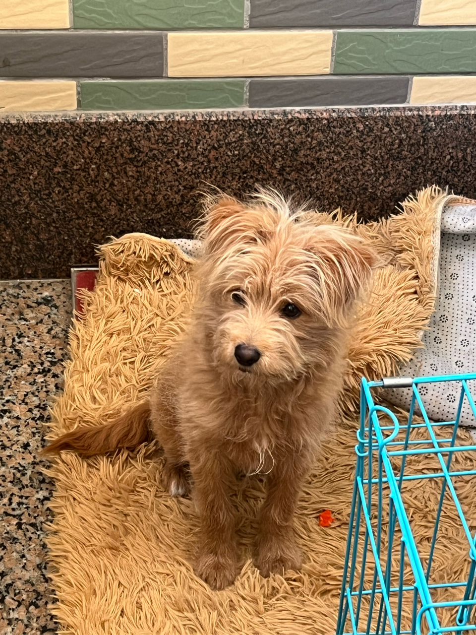 因一些原因无力无法养狗,找个好心人领养或寄养狗狗 最好是寄养谢谢