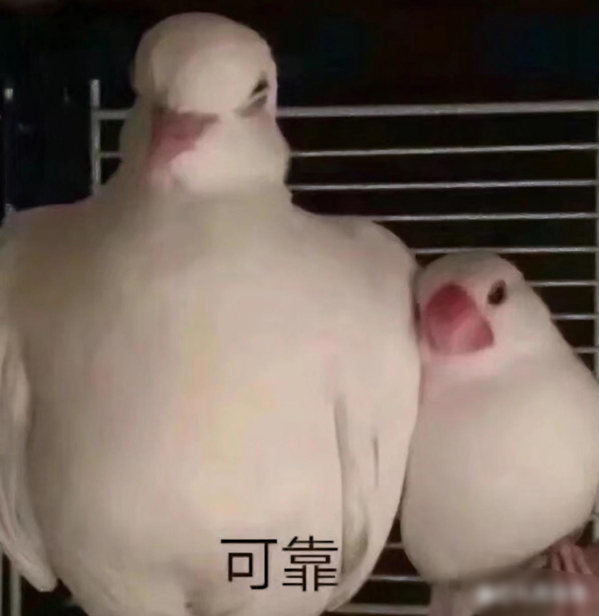 全红婵靠在谷爱凌身上,和旁边的表情包简直一模一样,"小鸟依人"呀,两