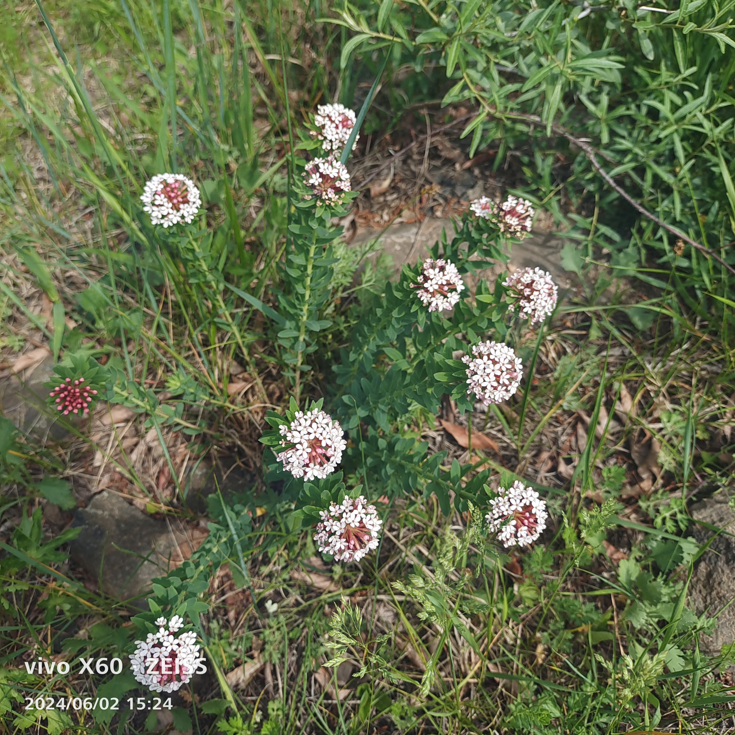 狼毒花知道了.这个黄色的不知道啊