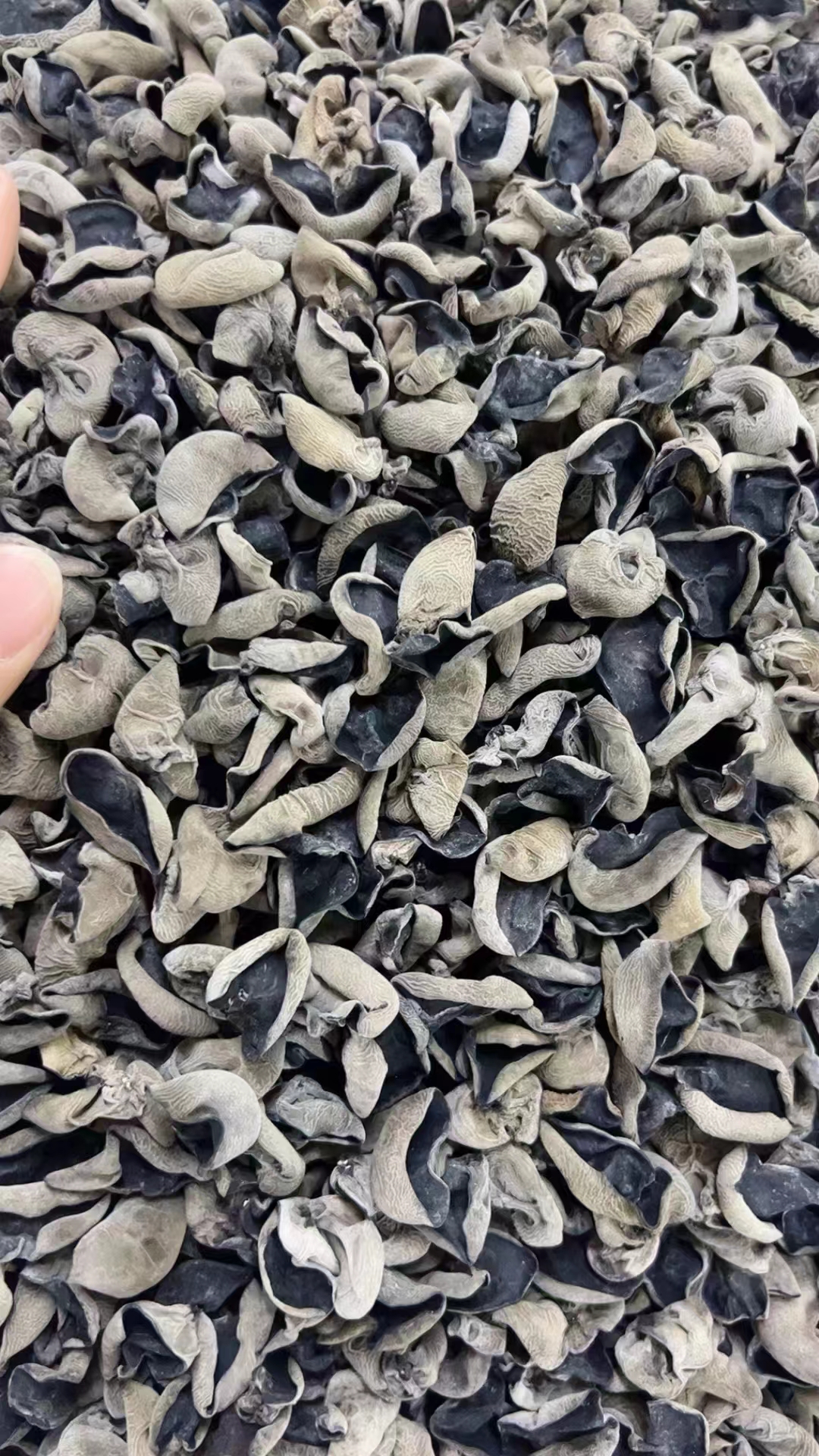 黑龙江伊春市木耳