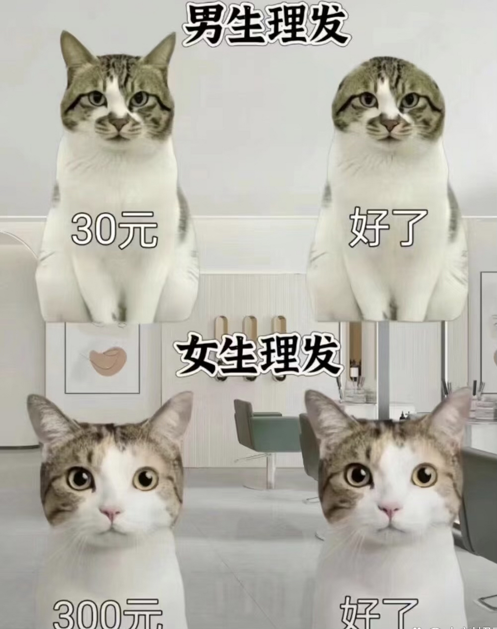 男生理发vs女生理发猫图片