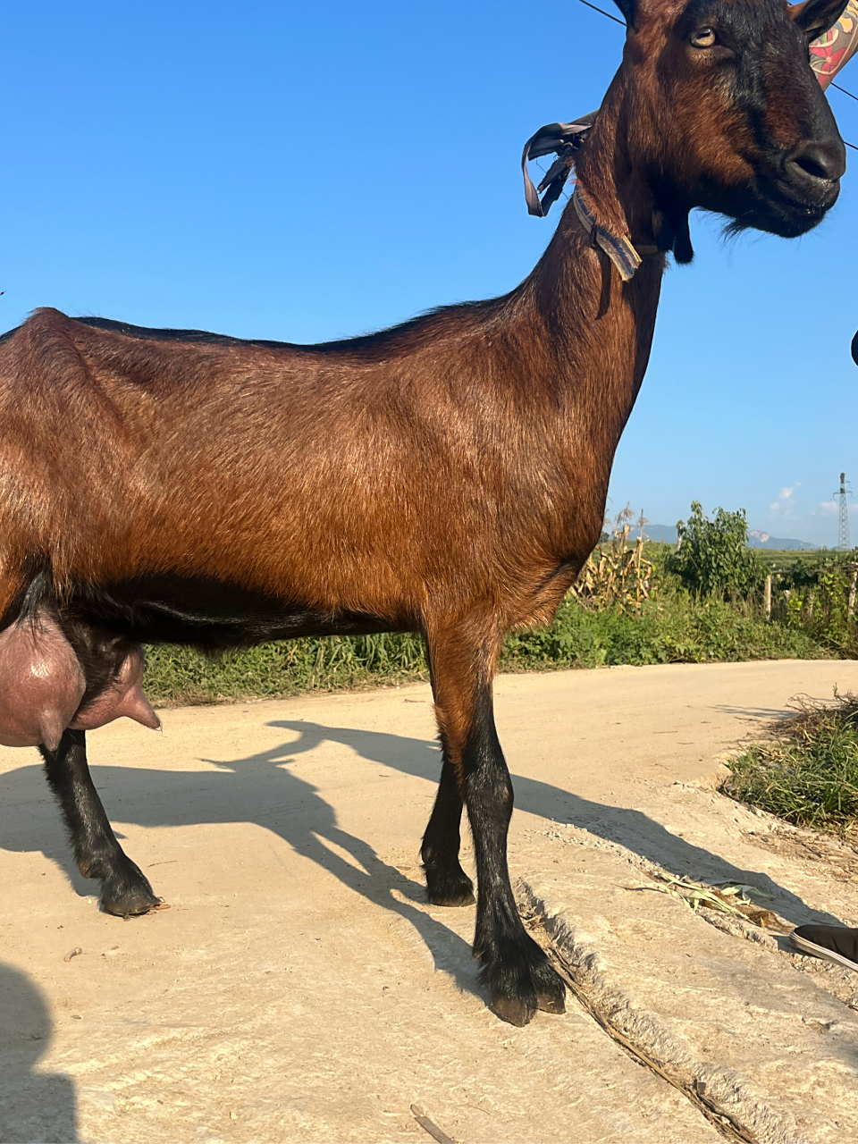 红鹿奶山羊多少一只