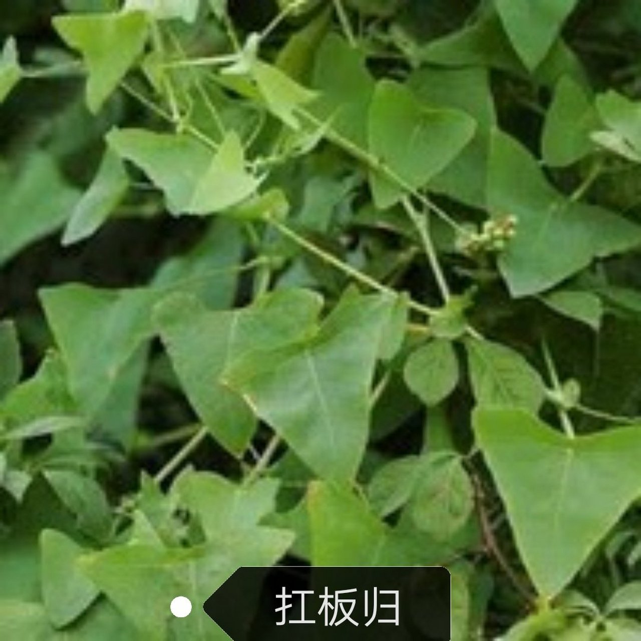 三种草药治疗拦腰蛇        拦腰蛇也叫带状疱疹,是由带状疱疹病毒