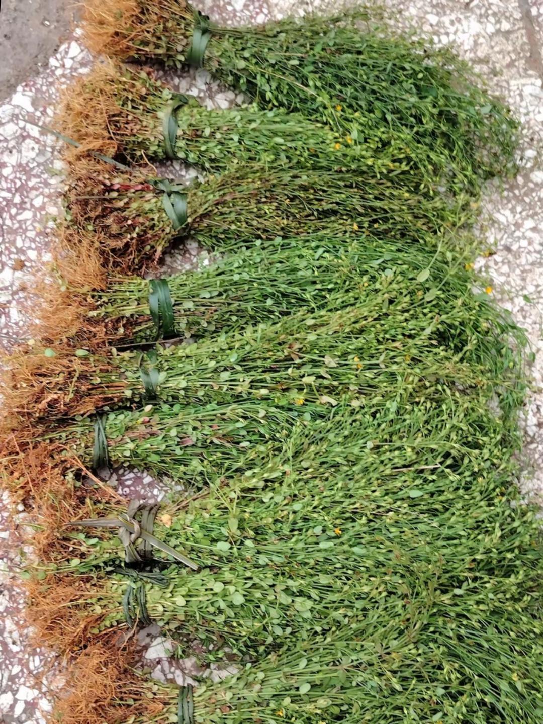 百度了是田基黄,不能吃,嚼不动,可作中药煲水喝.