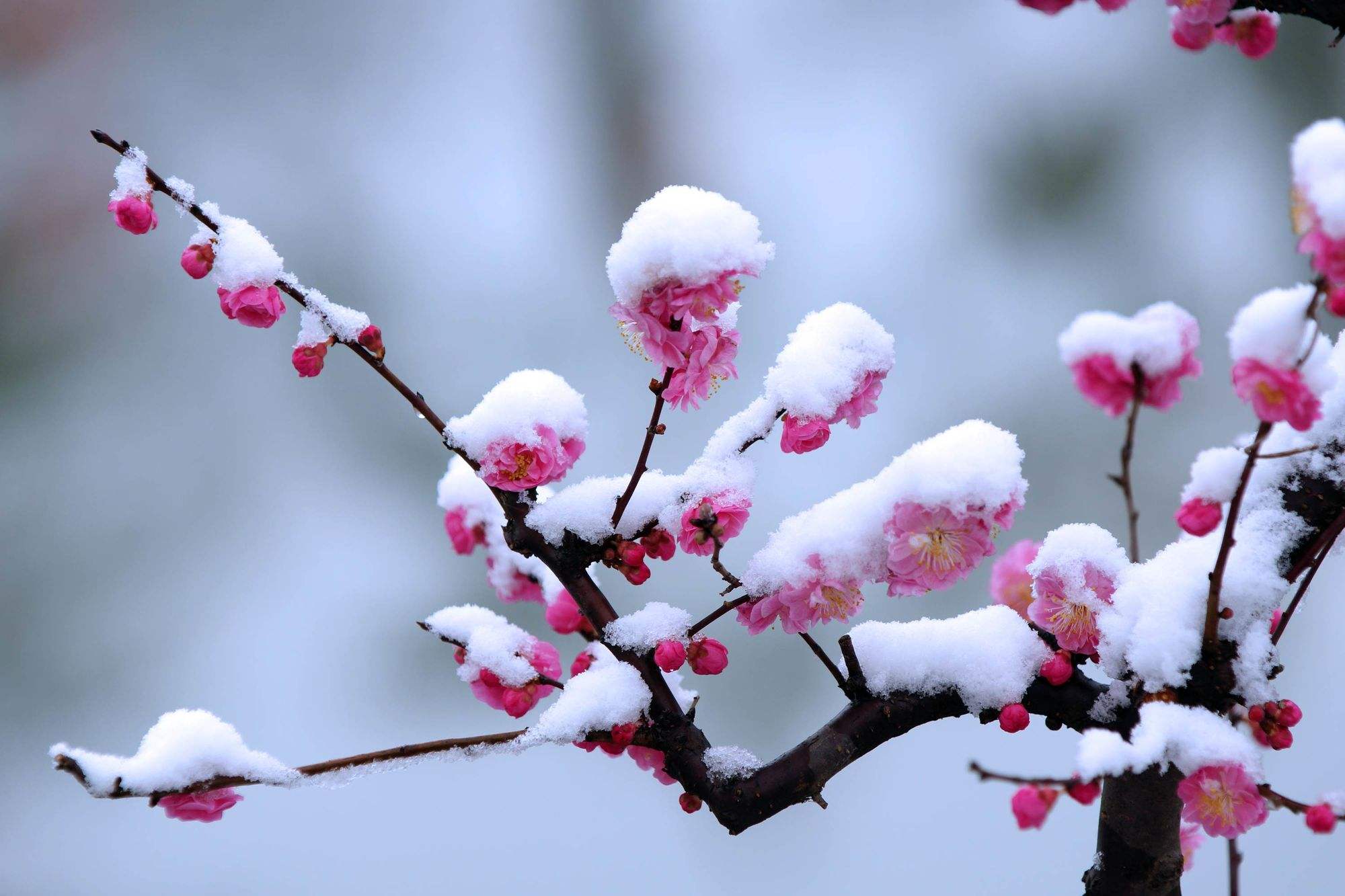 梅花寒