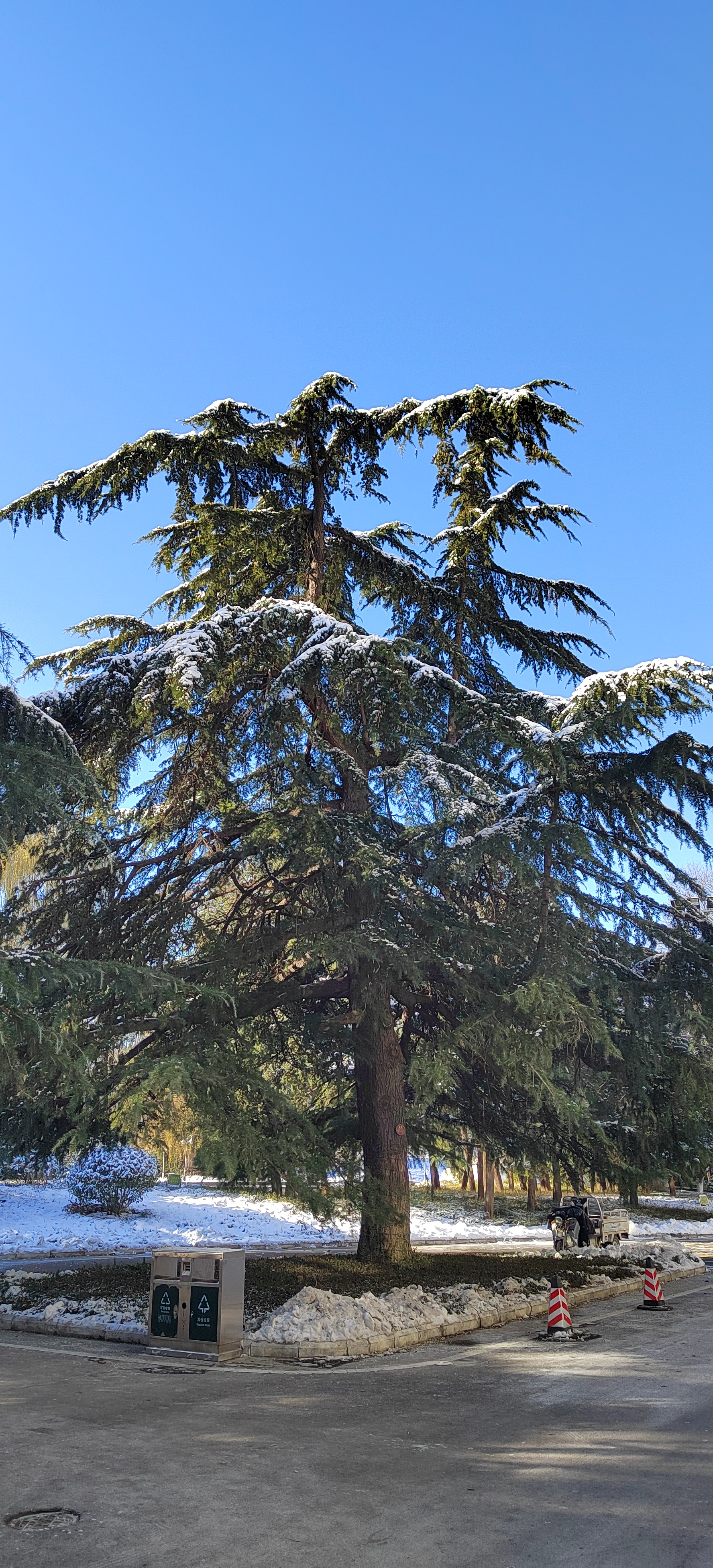 白雪皑皑的大地上,一棵高大的雪松傲然挺立,枝繁叶茂,生机勃勃.