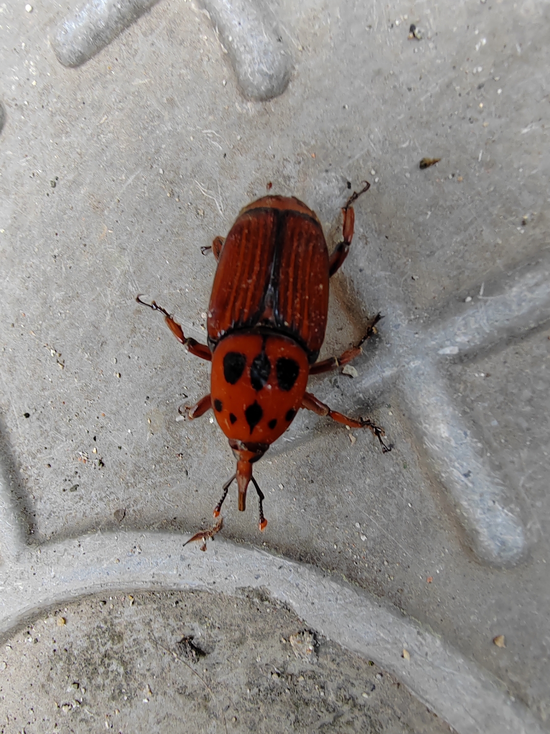 好漂亮的甲虫!有知道名字的吗?