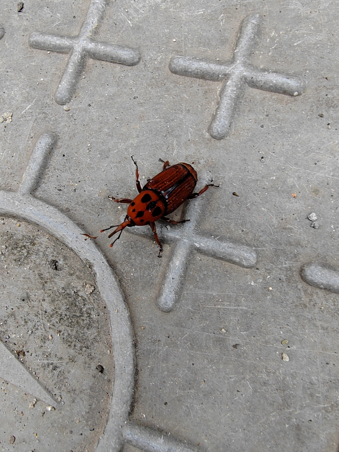 好漂亮的甲虫!有知道名字的吗?