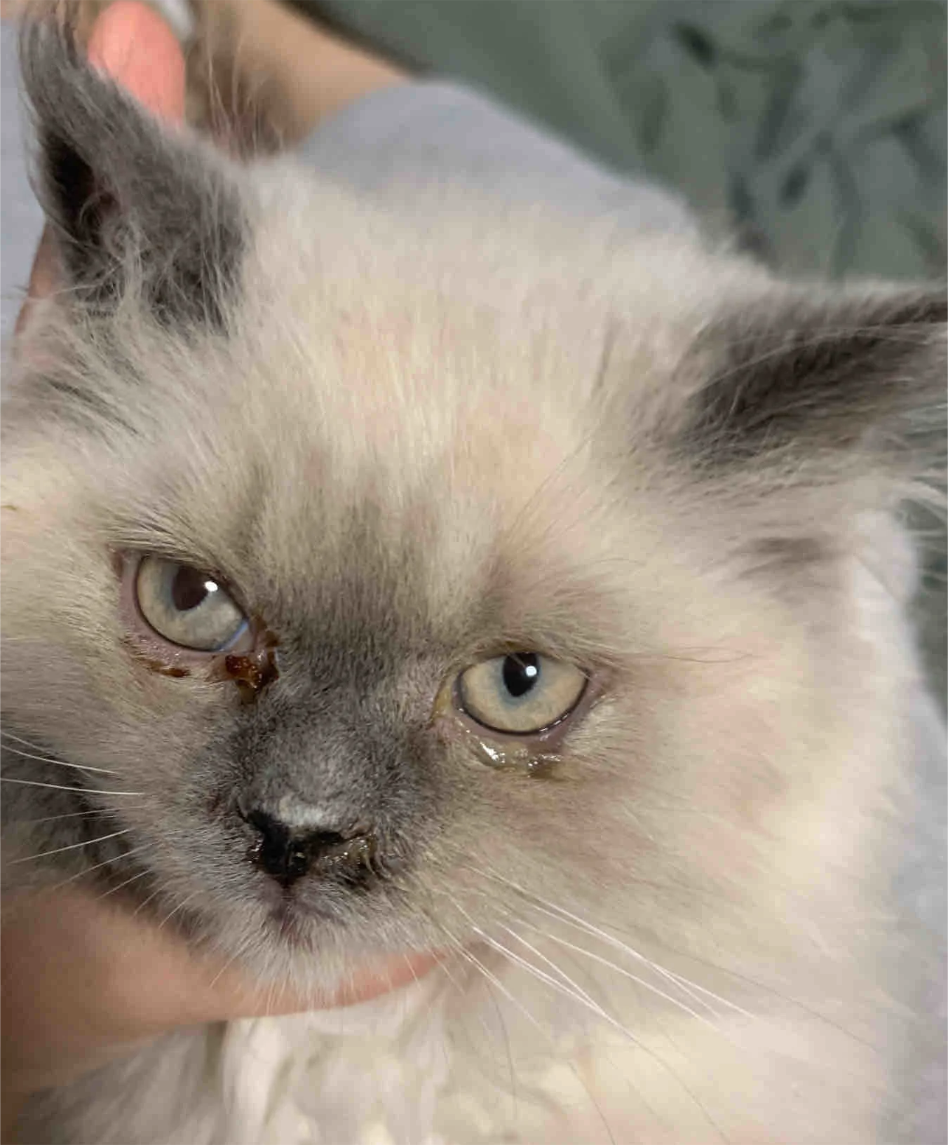 生也告诉我的是,猫鼻支是根.治不了的,需要做好防护.