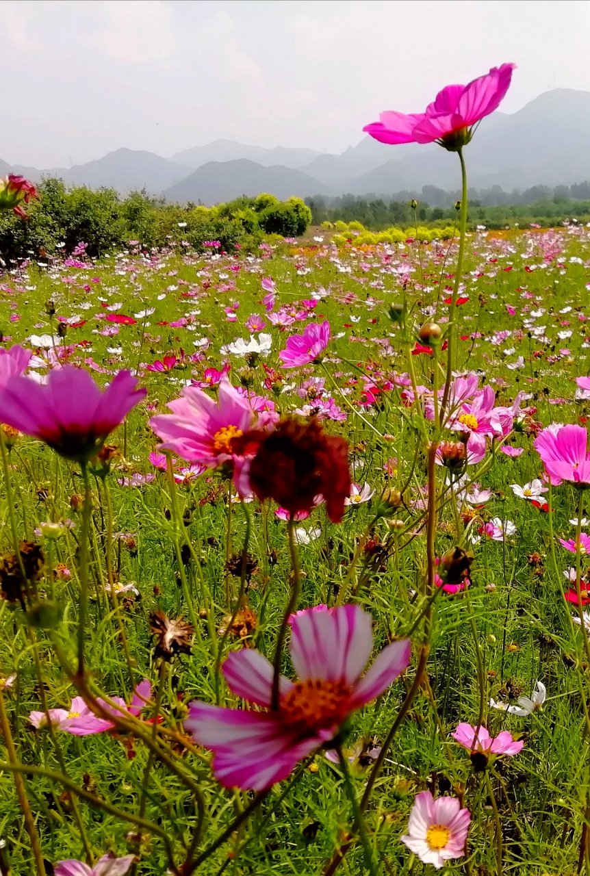 七孔桥花海公园图片