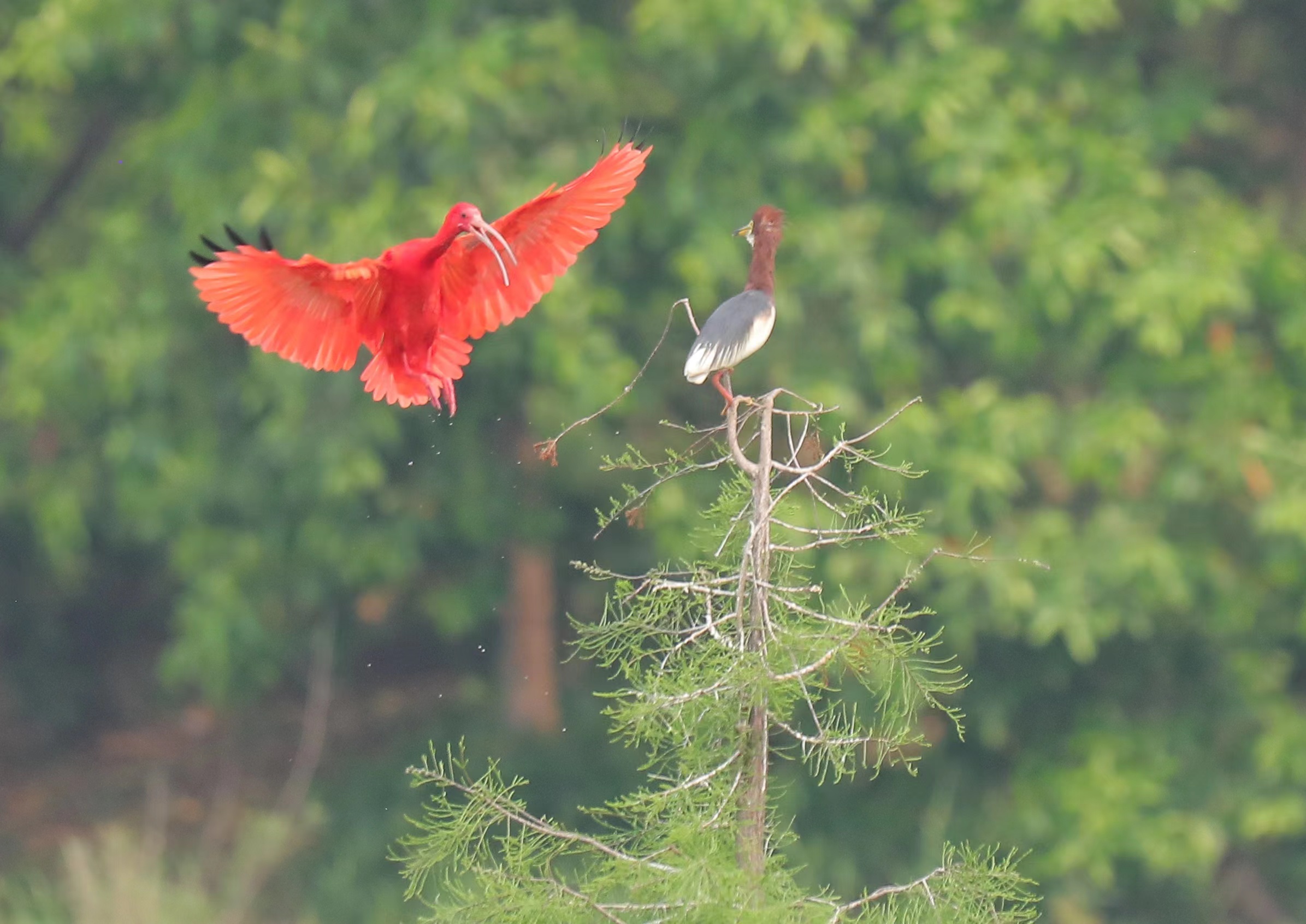 这张图片让我仿佛置身于童话世界,一只红鸟展翅