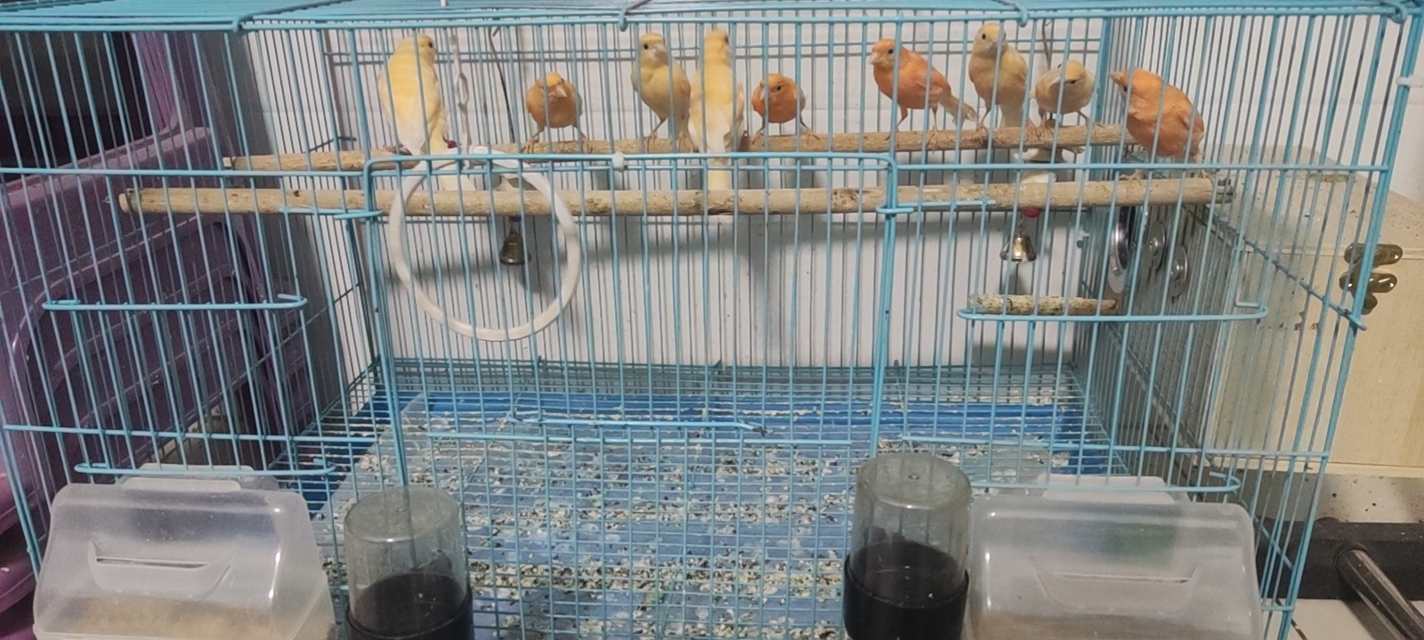 正宗纯血统辣椒红芙蓉鸟,品相一流,  今年的超级种鸟,长体型,高脚,小