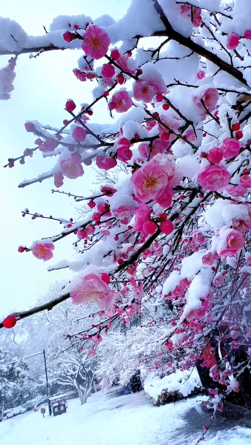 雪中梅花图片大全大图图片