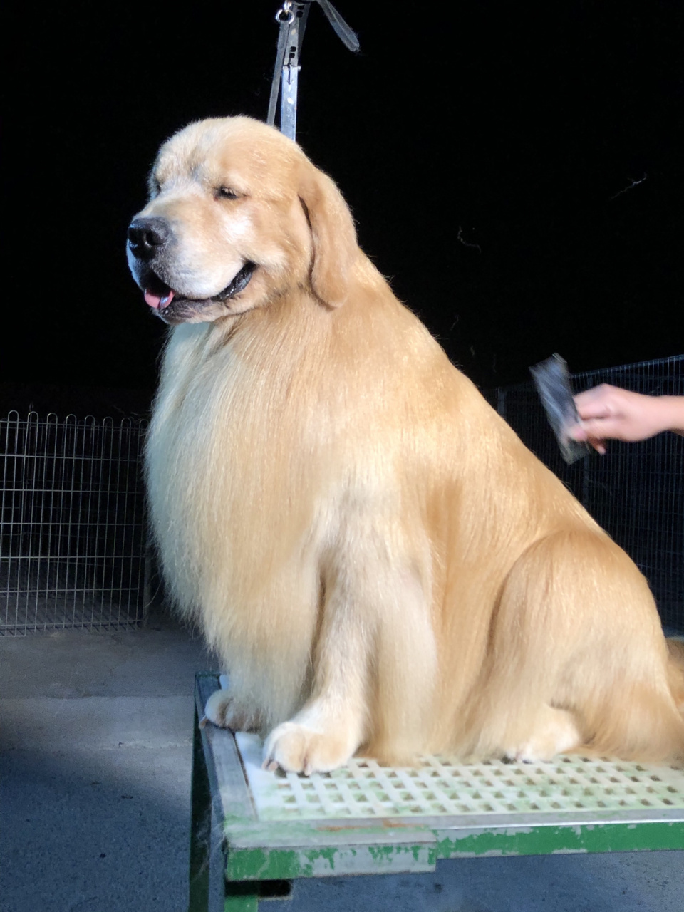 赛级金毛犬夜华
