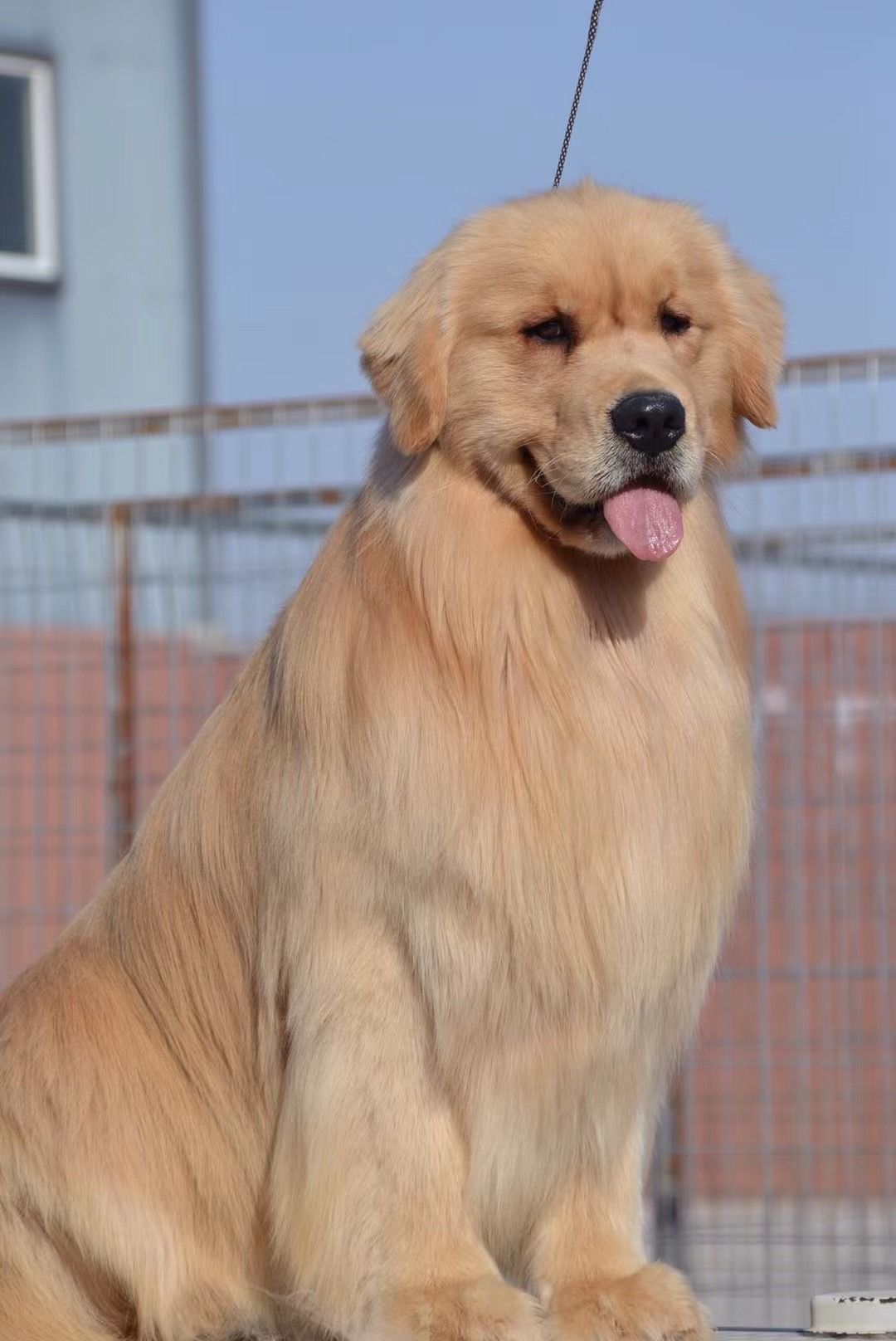 阿富汗猎犬夜华图片