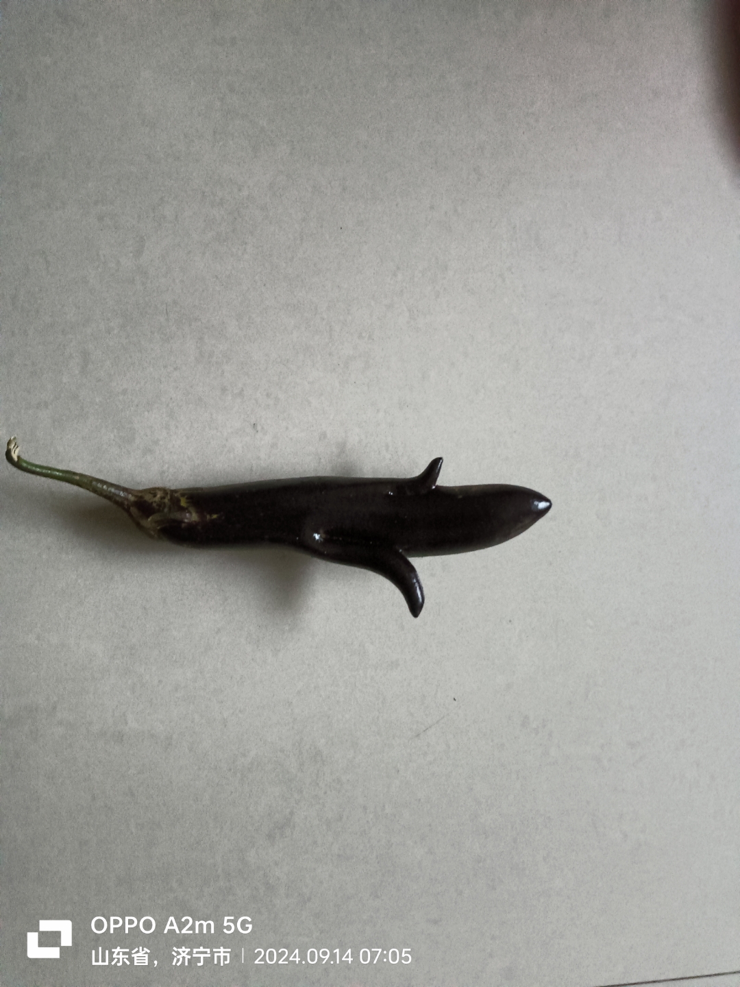 远看像条鱼,近看不是鱼,与鱼差不多,生活好伙伴.