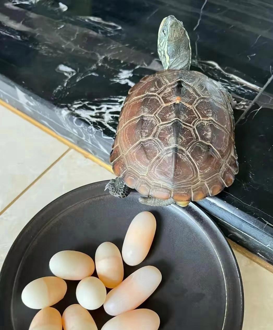 今天去邻居家玩,她家养一只乌龟,过去一看下好多蛋,这蛋怎么孵化小