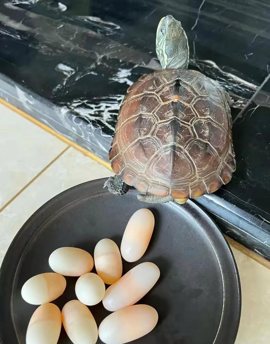 今天去邻居家玩,她家养一只乌龟,过去一看下好多蛋,这蛋怎么孵化小